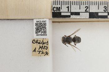 Media type: image;   Entomology 790993 Aspect: Labels